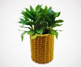 Giant Corn Planter