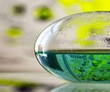 Dino Bioluminescent Plankton Sphere