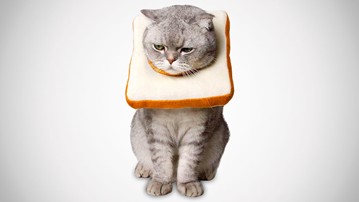 Slice of Bread Cat Cone