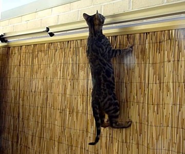 Oscillot Cat Containment System