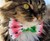 Bow Tie Cat Collars