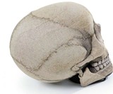 The Skull Chair