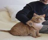 Your Pet's Fur Watches