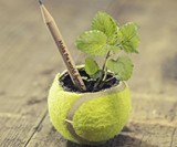 Sprout Plantable Graphite Pencils