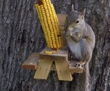 Picnic Table Squirrel Feeder