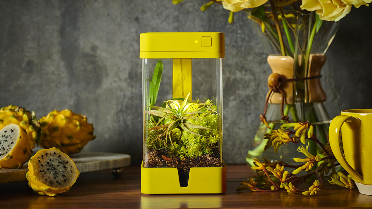 OrchidBox Smart Mini Terrarium OrchidBox Smart Mini Terrarium