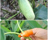Silicone Thumb Knife for Gardening