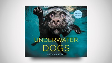 Underwater Dogs - Subsurface Fetching Photos Underwater Dogs - Subsurface Fetching Photos