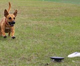 SwiftPaws - Capture the Flag for Dogs