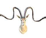 Armed Taxidermy