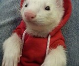 Ferret Hoodie