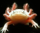 Axolotl