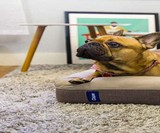Casper Dog Mattress