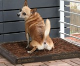 The Bark Potty