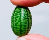 Mouse Melon Seeds