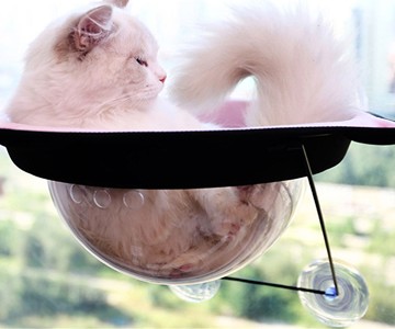 Window-Mounted Suction Cup Cat Saucer