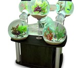 Labyrinth Aquarium