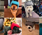 Pawnix Noise-Cancelling Headset for Dogs