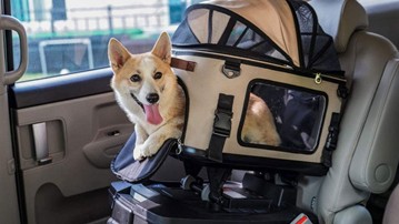 FOXBOX Pet Safety Car Seat