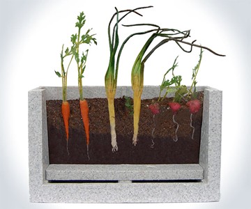 Transparent Root Vegetable Farm Transparent Root Vegetable Farm