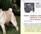 Pug Mugs: Good Pugs Gone Bad