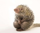 National Geographic The Photo Ark
