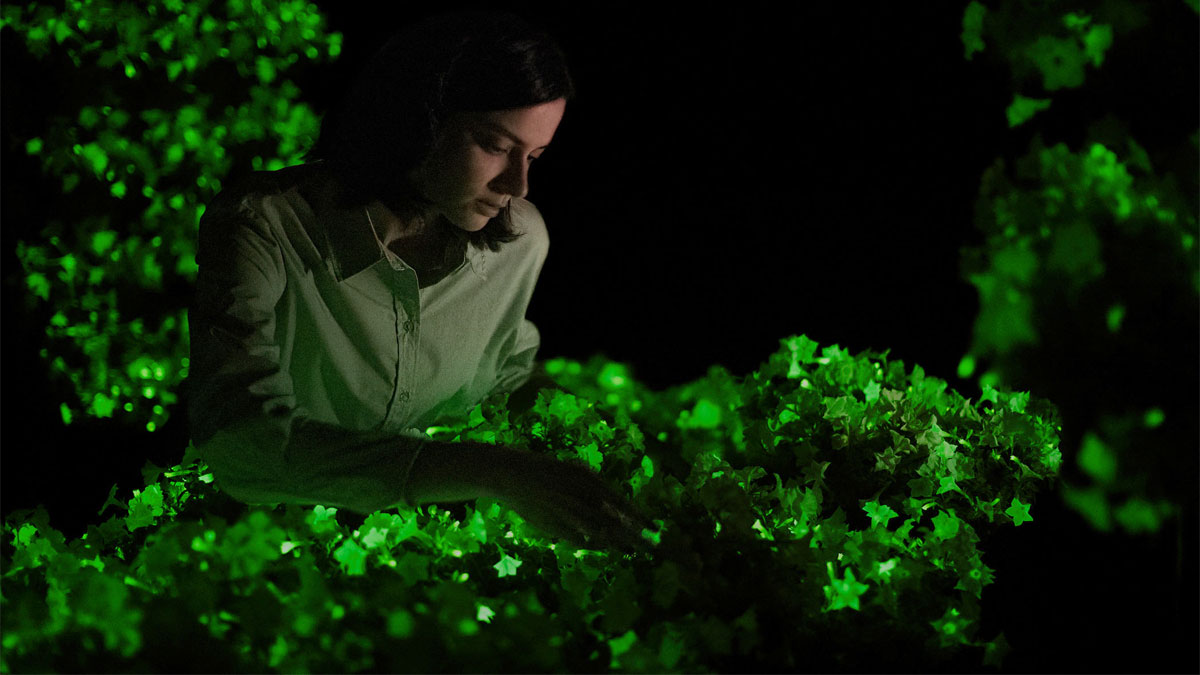 Bioluminescent Firefly Petunias Bioluminescent Firefly Petunias