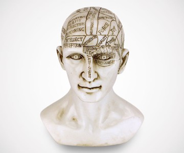 Phrenology Bust Phrenology Bust