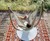 The Hammock Throne