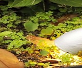 NatureZap Weed Killer