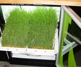The Indoor Home Garden