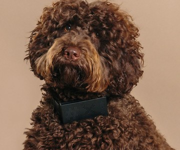 Cuss Collar - A Collar that Curses When Your Dog Barks Cuss Collar - A Collar that Curses When Your Dog Barks