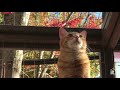 Catios - Cat Patios