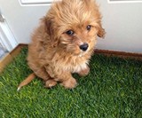 Fresh Patch - Real Grass Disposable Dog Potty