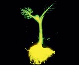 Glowing Plants