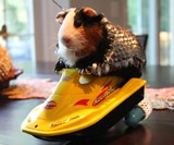 Handmade Guinea Pig Armor