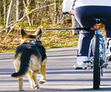 Walky Dog Hands-Free Bicycle Leash