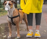 Face Mask for Dogs