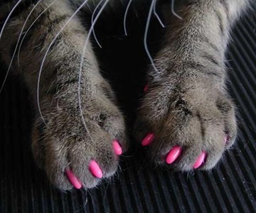 Soft Claws for Cats - Anti-Scratching Aid Soft Claws for Cats - Anti-Scratching Aid