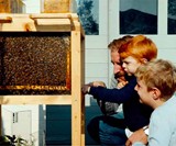 B-BOX Home Beekeeping Hive
