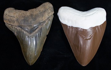 Chocolate Megalodon Shark Teeth Chocolate Megalodon Shark Teeth