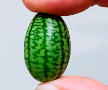 Mouse Melon Seeds Mouse Melon Seeds