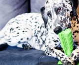 Bristly Dog Toothbrush
