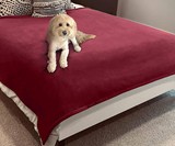 Blue Zoca Waterproof & Pet-Proof Blanket
