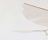 The Flying Martha Ornithopter