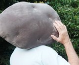 Velvet Potato Pillow