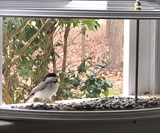 BestNest Clearview Window Bird Feeder