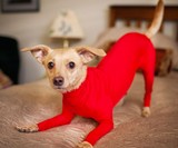 Shed Defender Dog Onesie