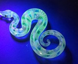 Eicher Glass Handblown Glass Snakes