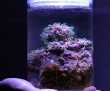 Desktop Saltwater Aquarium